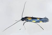 Euspilapteryx auroguttella