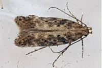 Scrobipalpa