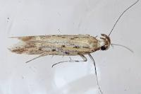 Metzneria