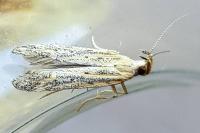 Metzneria