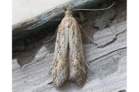 Metzneria