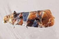 Lobesia botrana