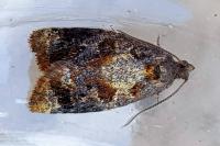 Ditula angustiorana