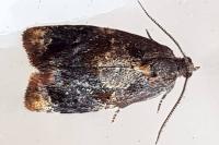 Ditula angustiorana