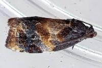 Ditula angustiorana
