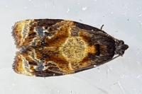 Ditula angustiorana