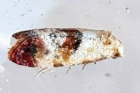 Neocochylis millierana