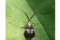 Adela australis