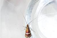 Adela australis