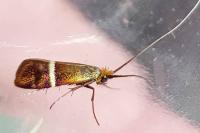 Adela australis