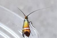Adela australis