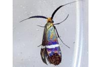 Adela australis