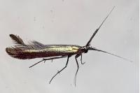 Coleophora