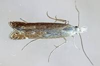 Isophrictis kefersteiniellus