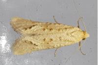 Cochylimorpha meridiana