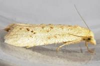 Cochylimorpha meridiana