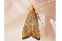 Eurodachtha pallicornella