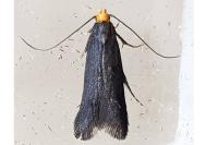 Spuleria flavicaput