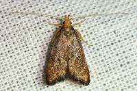 Eurodachtha pallicornella