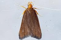 Eurodachtha pallicornella