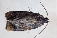 Ditula angustiorana
