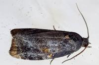 Ditula angustiorana