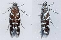 Vulcaniella