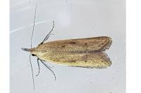 Mesophleps corsicella
