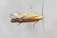 Metzneria artificella