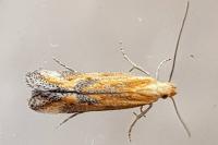 Metzneria artificella