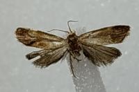 Gynnidomorpha rubricana