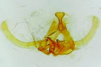 Endothenia nigricostana