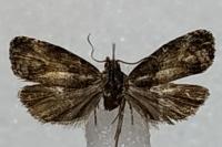 Endothenia nigricostana