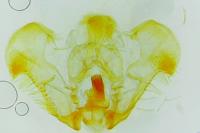Rhopobota naevana
