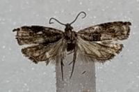 Rhopobota naevana