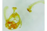 Endothenia oblongana