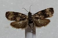 Endothenia oblongana