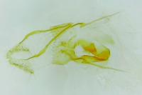 Neocochylis molliculana