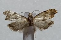 Neocochylis molliculana
