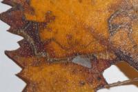 Stigmella betulicola