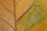 Stigmella betulicola