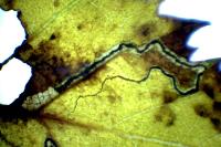 Stigmella betulicola