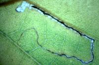 Stigmella betulicola