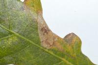 Phyllonorycter harrisella