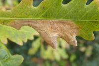 Tischeria decidua