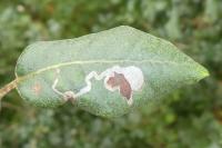 Acrocercops brongniardella