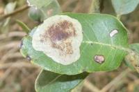 Phyllonorycter belotella
