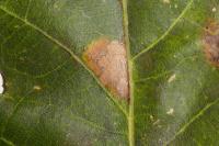 Ectoedemia subbimaculella