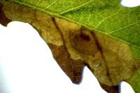 Tischeria decidua