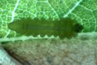 Tischeria decidua